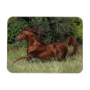 Pesquisar por cavalo árabe imas Equestre