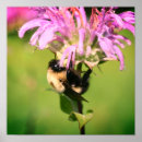 Pesquisar por bumble a abelha pôsteres pósteres Natureza