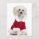 Pesquisar por 1 ano cartoes postais Humor