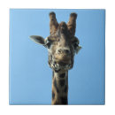 Pesquisar por girafas azulejos Natureza
