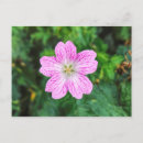 Pesquisar por geranium cartoes postais Rosa