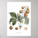 Pesquisar por buckeye pôsteres pósteres Ilustração