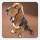 Pesquisar por hound adesivos Cãezinhos