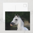 Pesquisar por cavalo andaluz cartoes postais Animal