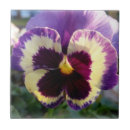 Pesquisar por roxo violeta azulejos Pansy