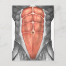 Pesquisar por trabalhos cartoes postais Fisiologia