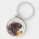 Pesquisar por chocolate labrador chaveiros Cachorro