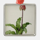 Pesquisar por ilustração botânica ornamentos Flor