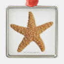 Pesquisar por mar ornamentos Estrela do mar