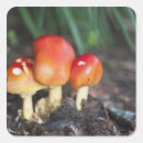 Pesquisar por amanita adesivos Floresta