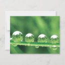 Pesquisar por orvalho cartoes postais Linda