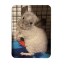 Pesquisar por chinchila imas Fofofo