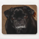 Pesquisar por pug preto Animal