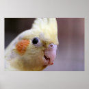 Pesquisar por cockatiel pôsteres pósteres Pássaro