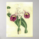 Pesquisar por orquídea cattleya pôsteres pósteres Floral
