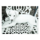 Pesquisar por foto de cãozinho pósteres Qualquer pessoa