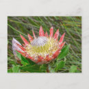 Pesquisar por capa cartoes postais Flores