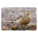 Pesquisar por assado imas Pássaro