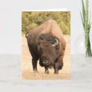 Pesquisar por bisonte cartoes Animais selvagens