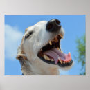 Pesquisar por rostos pósteres Sorriso