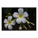 Pesquisar por plumeria pôsteres pósteres Qualquer pessoa