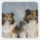 Pesquisar por sheepdog adesivos Animais domésticos