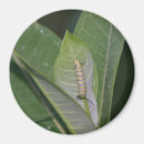 Pesquisar por insetos de imas Larva