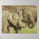 Pesquisar por elefante indiano pósteres Asiático