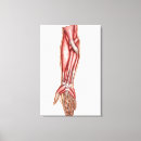 Pesquisar por anatomia humana impressão de canvas Músculo