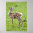 Pesquisar por bambi bambi pôsteres pósteres Animais