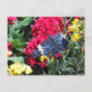 Pesquisar por butterfly cartoes postais Nature