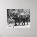 Pesquisar por competição impressão de canvas Animal