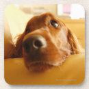 Pesquisar por sofá porta copos Dentro