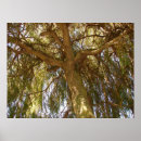 Pesquisar por árvore de salgueiro pôsteres pósteres Verde