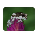 Pesquisar por animais selvagens imas Anfíbio