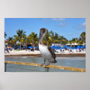 Pesquisar por pelicanos pósteres Ave