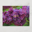 Pesquisar por lilac cartoes postais Natureza