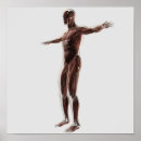 Pesquisar por anatomia muscular pôsteres pósteres Semelhança masculina