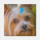 Pesquisar por yorkshire imas Cachorrinho