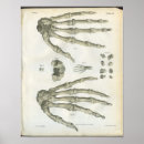 Pesquisar por mão humana pôsteres pósteres Humano