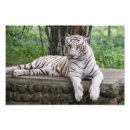 Pesquisar por white tiger pôsteres pósteres Vida selvagem