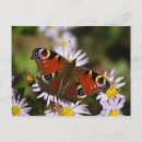 Pesquisar por borboleta marrom cartoes postais Jardim