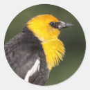 Pesquisar por blackbird adesivos Pântanos