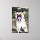 Pesquisar por panthera leo pôsteres pósteres Parte do corpo animal