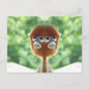 Pesquisar por chimpanzé do bebê cartoes postais Animal