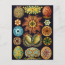 Pesquisar por ocean life cartoes postais Oceano