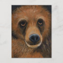 Pesquisar por brown bear cartoes postais Urso