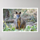 Pesquisar por wallaby Marsupial