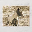 Pesquisar por cavalo ocidental cartoes postais Fazenda