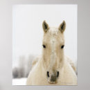 Pesquisar por cabeça cavalo pôsteres pósteres Natureza